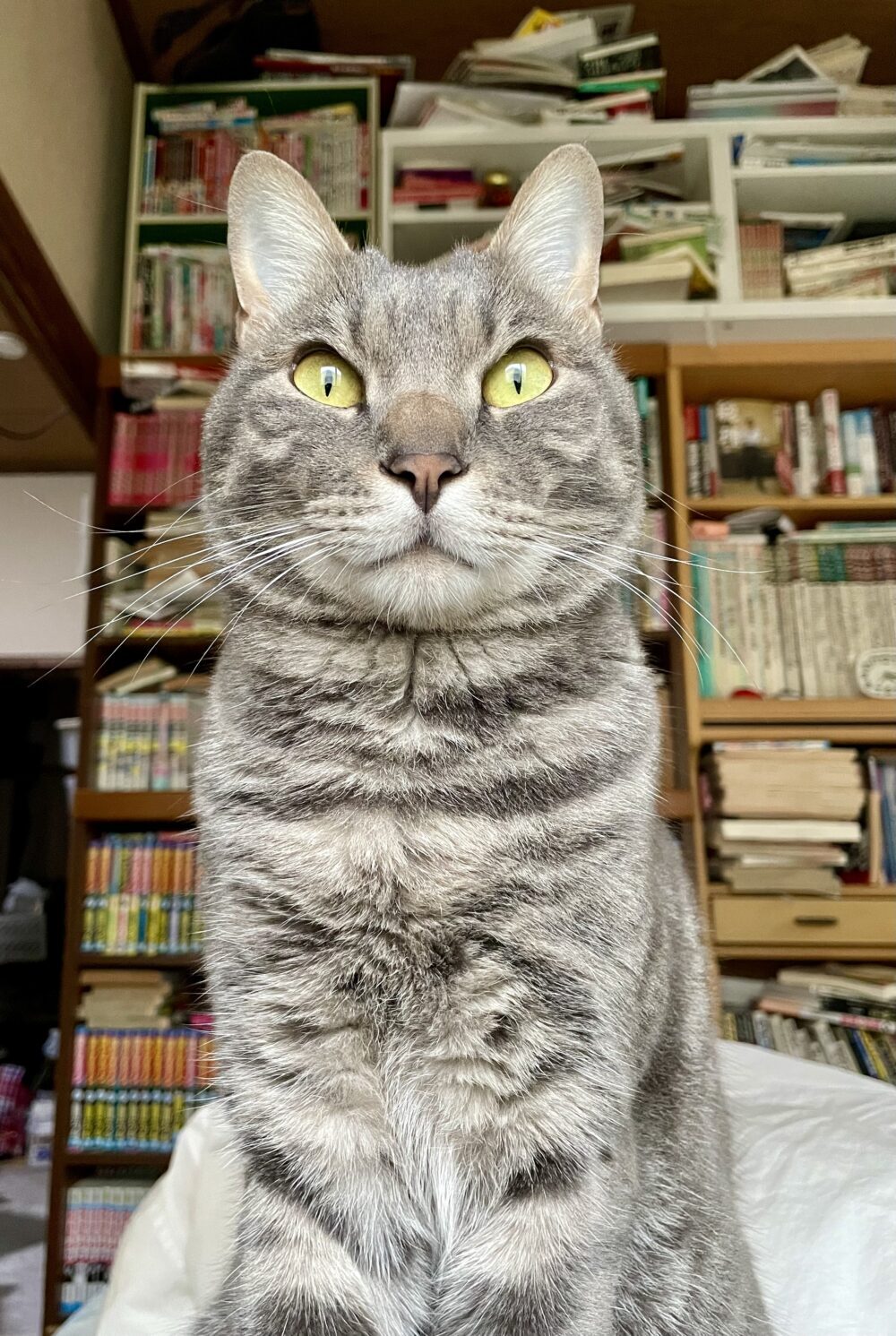 たかはし