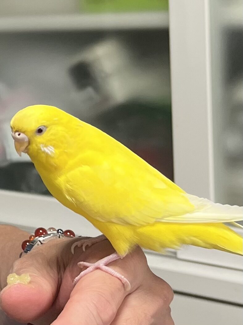 ヒョウタン