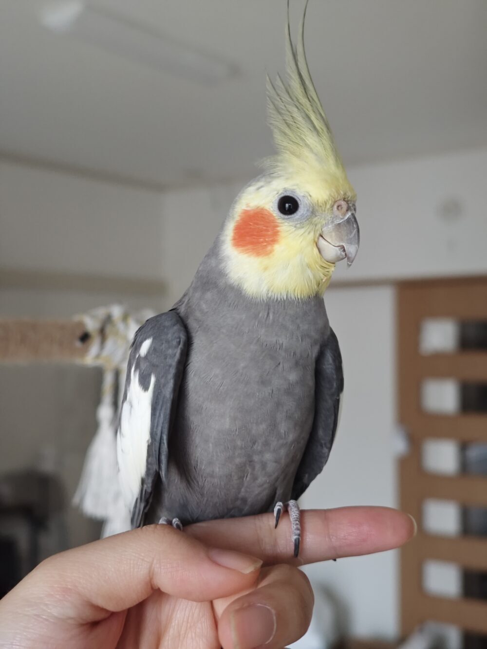 アキ