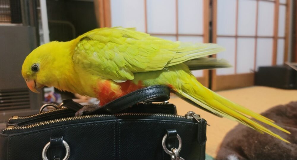 ぴね