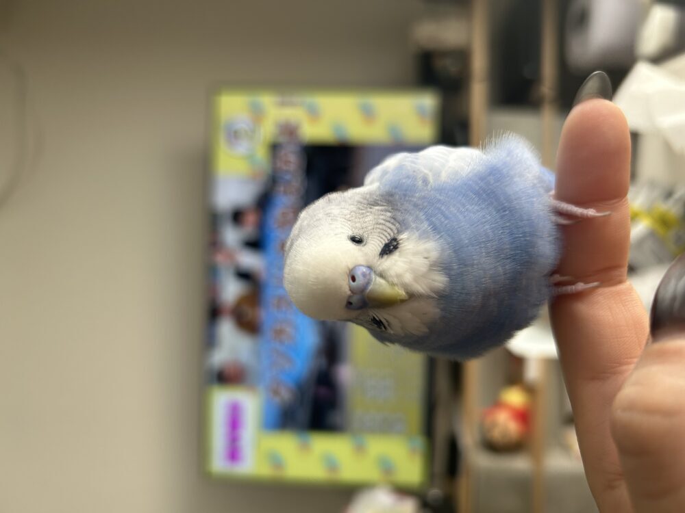 つぶの飼い主
