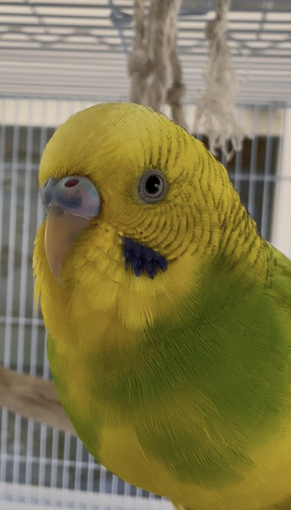yosumu