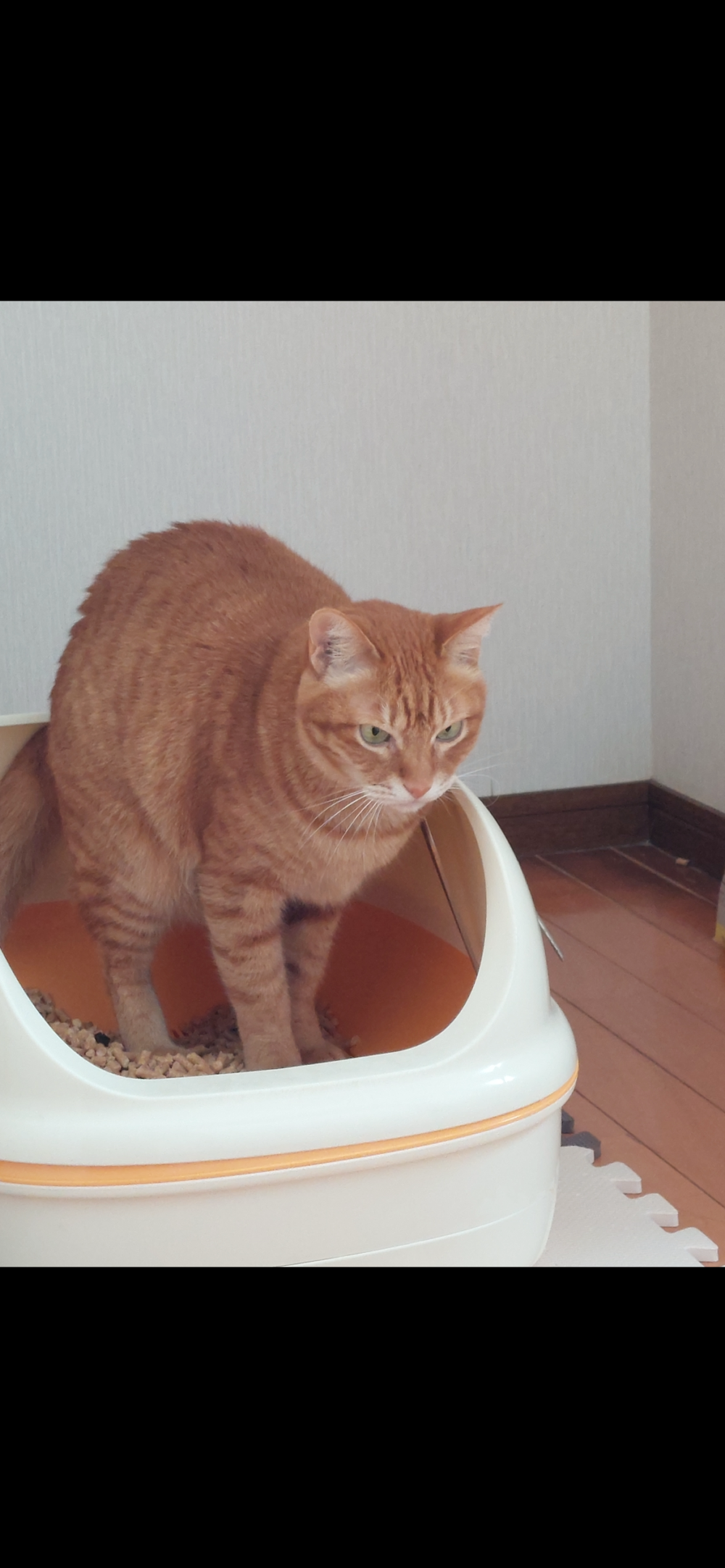 うめきち
