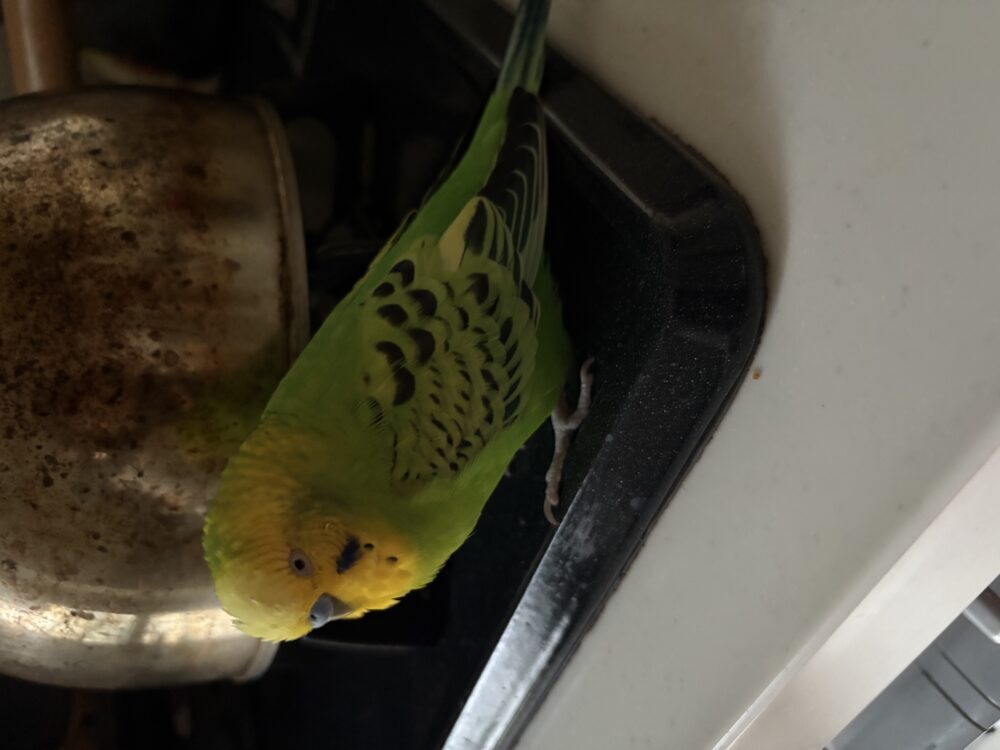 めぐみ