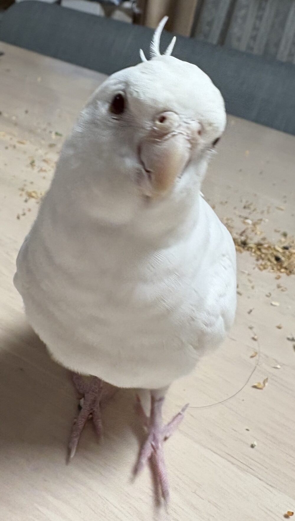 ここな