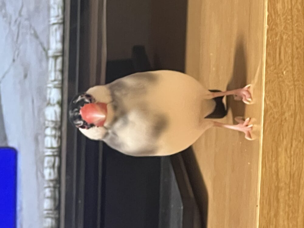 もい