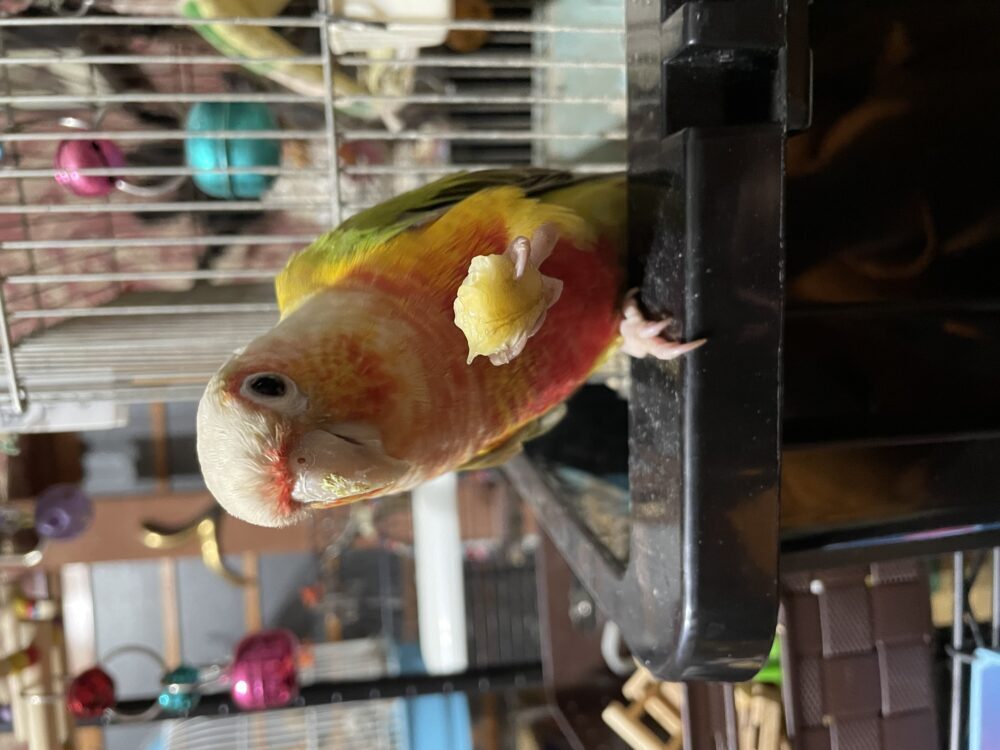ヒロディ