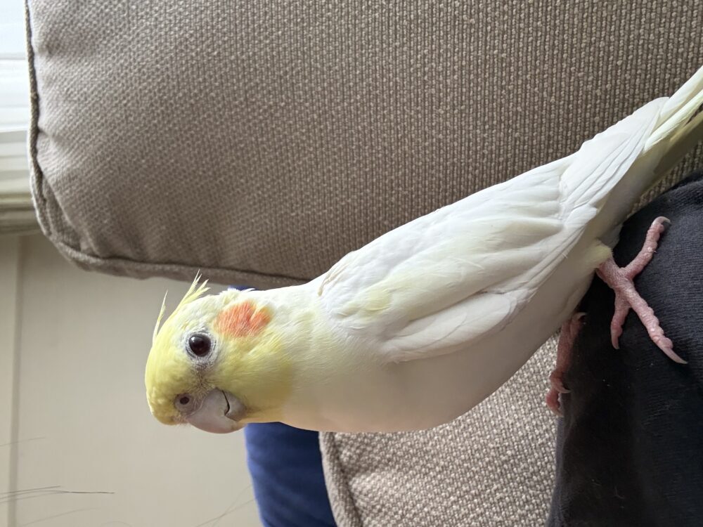 Sammy