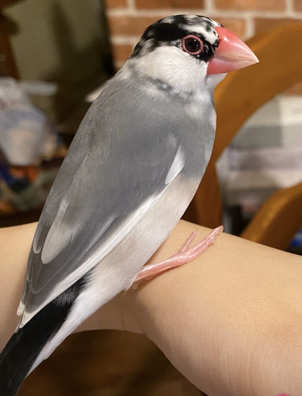 たかの