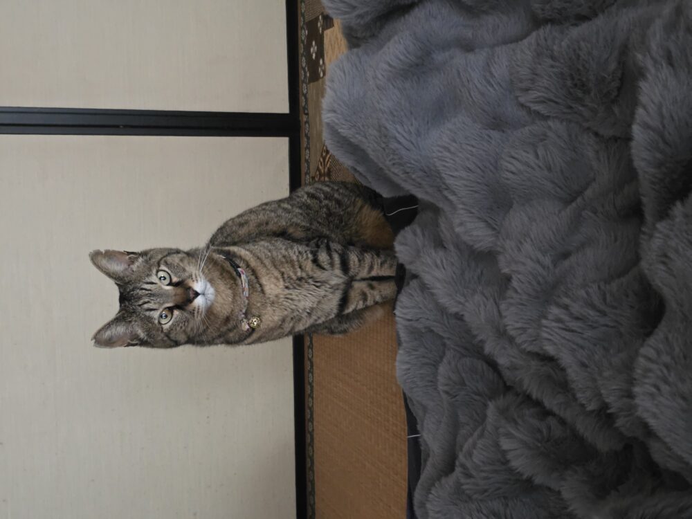 そぶまる
