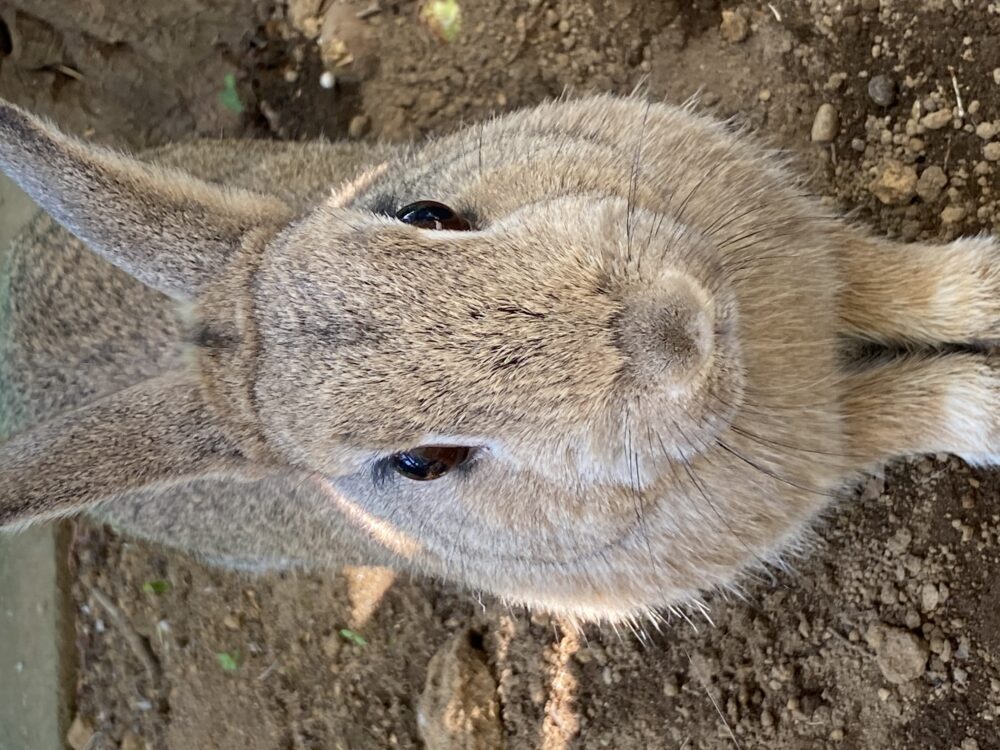 まろん