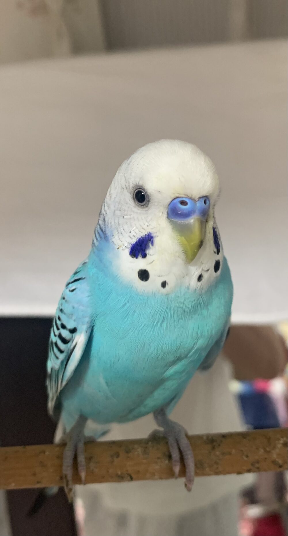 あおちゃん
