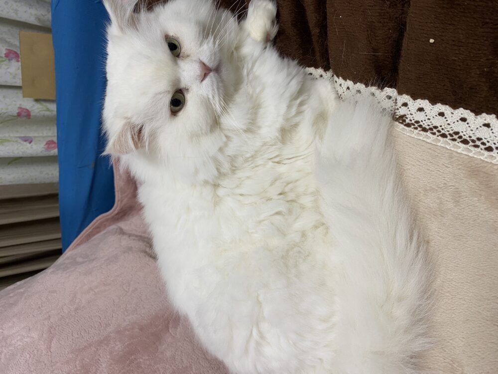 ミミ