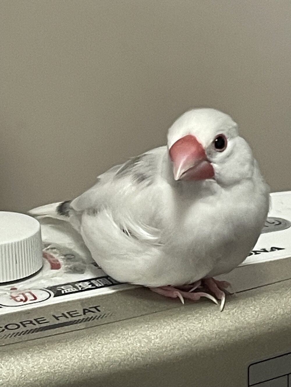 テフ