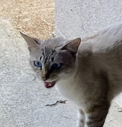 おおしろ
