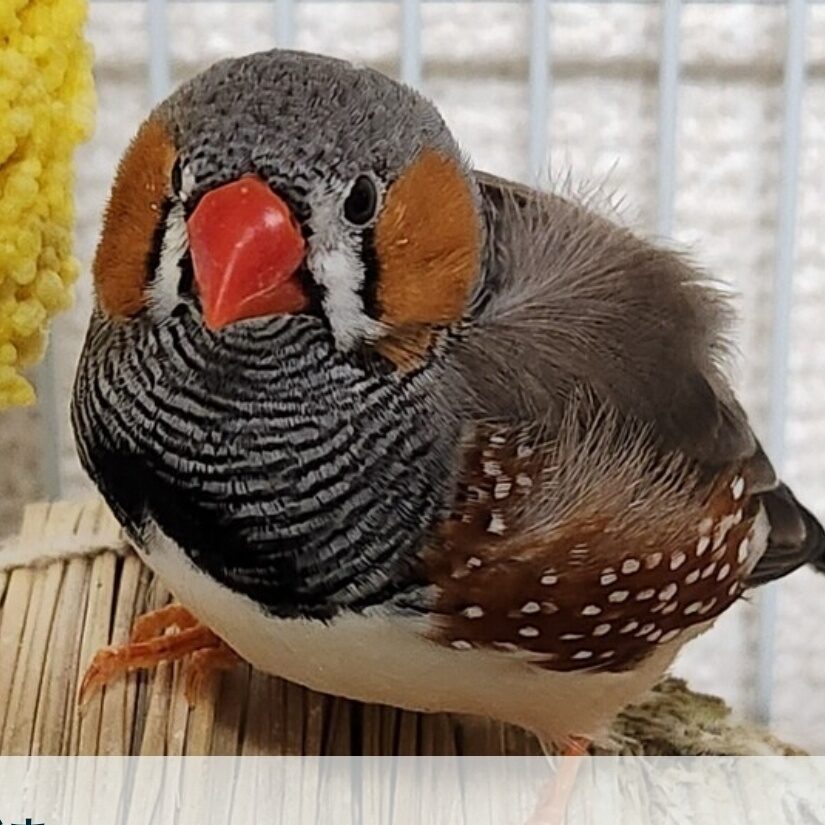 ぽんこ