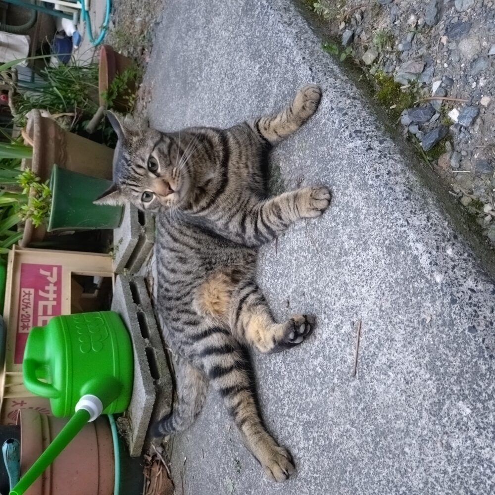 pukuda