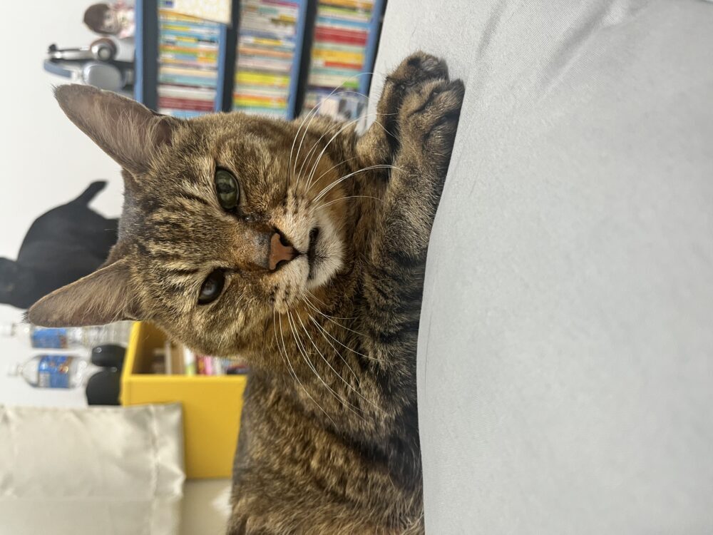 ふ