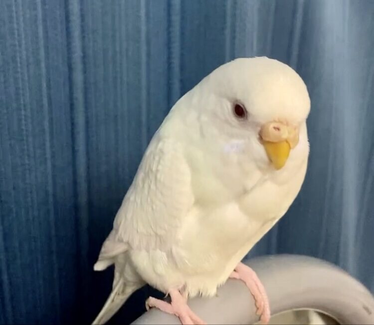ニシヤマ