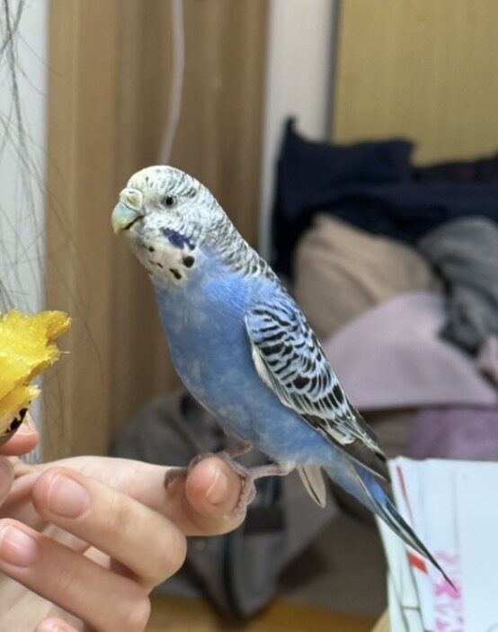 すい