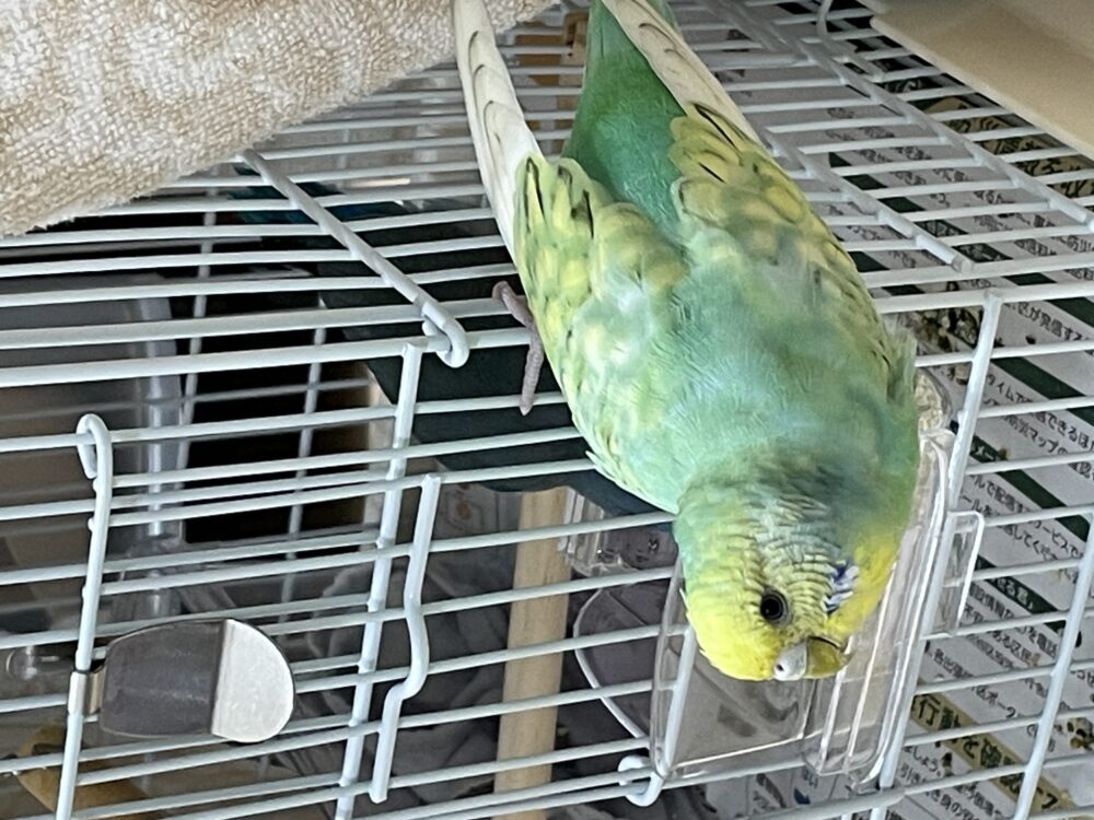 ラム