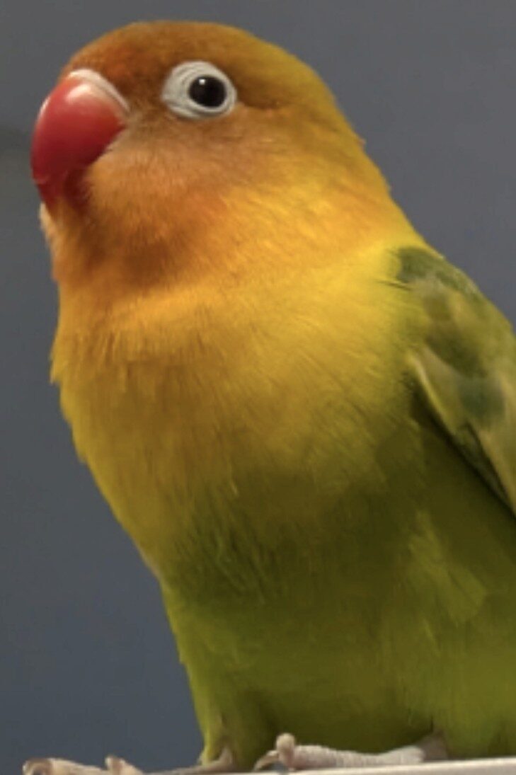 ベービパグ