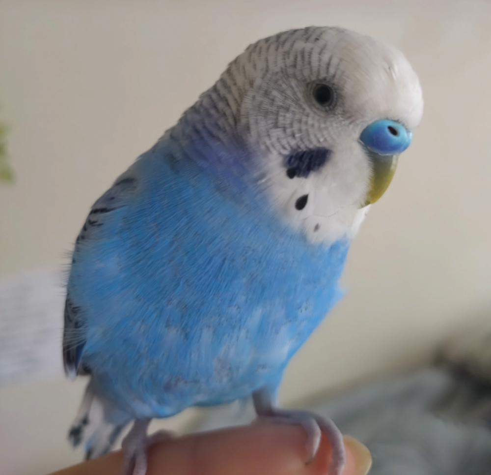 さとう