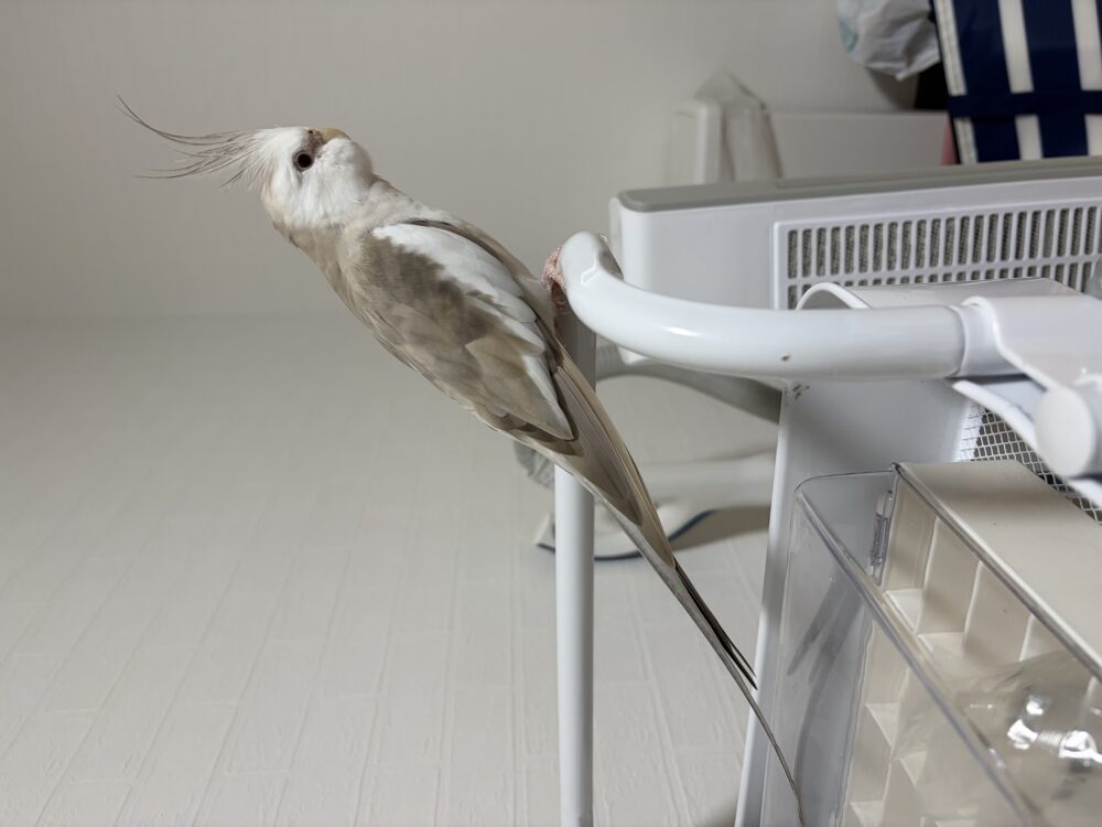 エリゴン