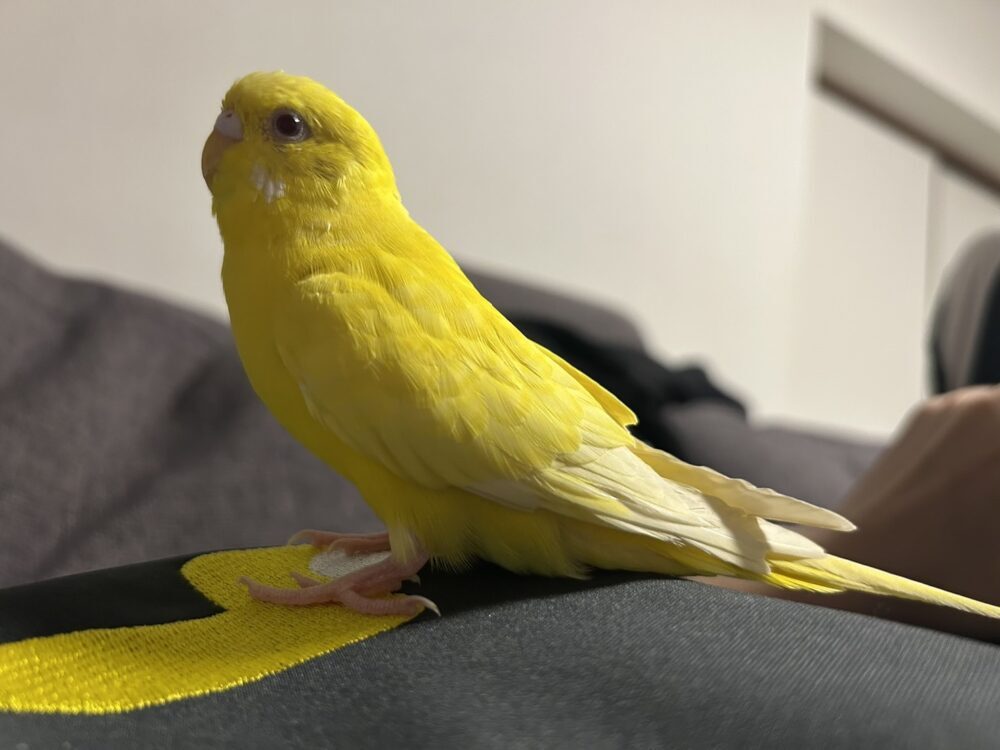 ヨネ