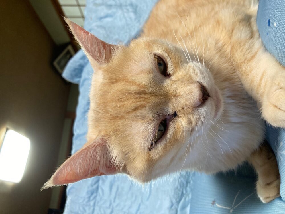 ゆき