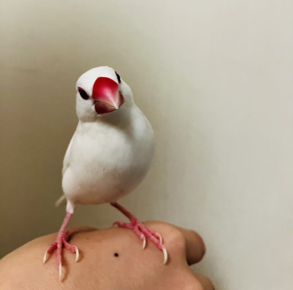 さつき