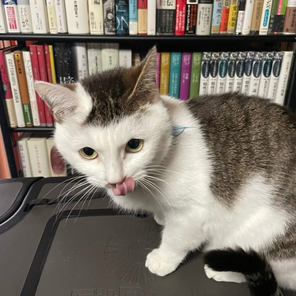 ケイ