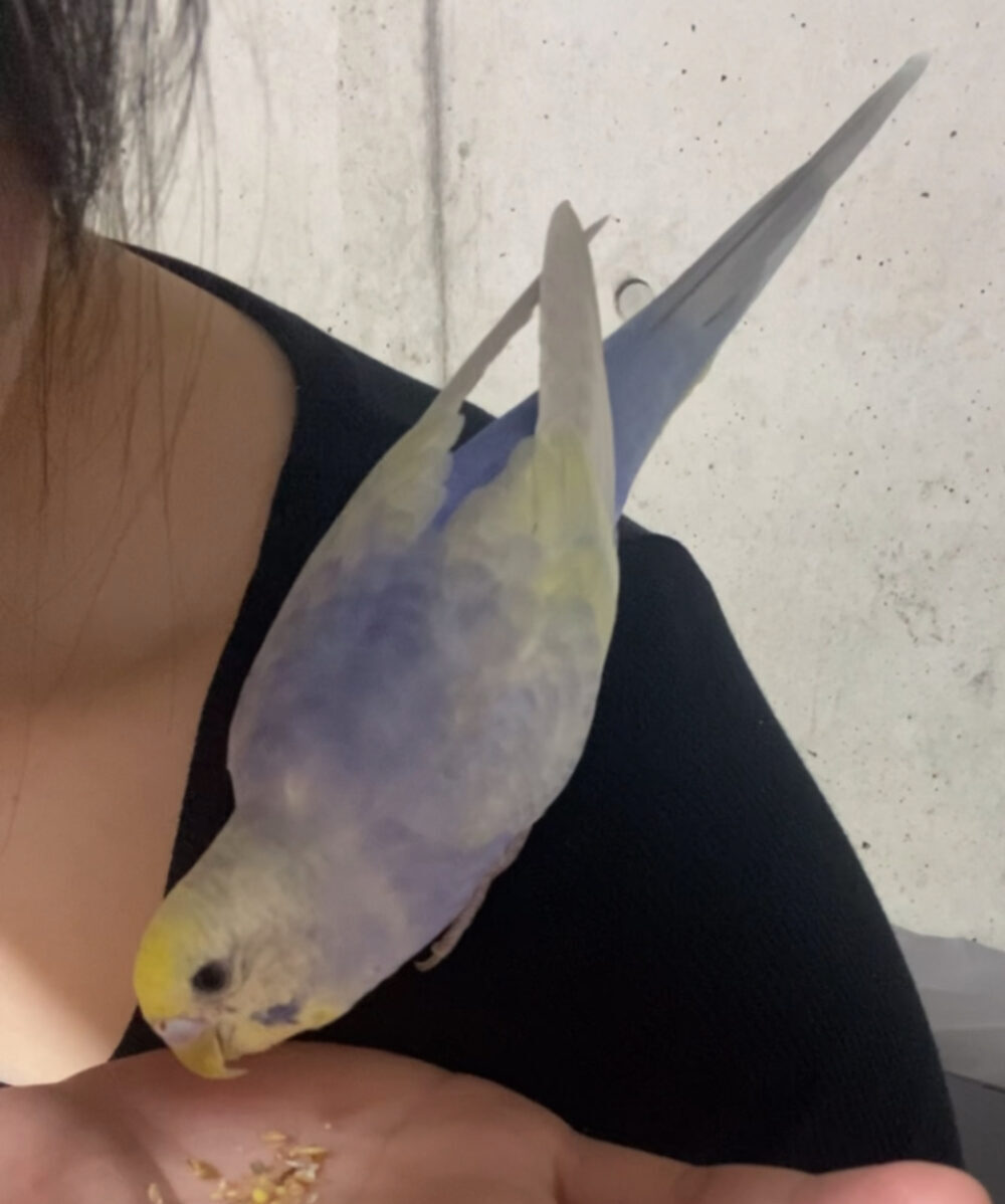 てん
