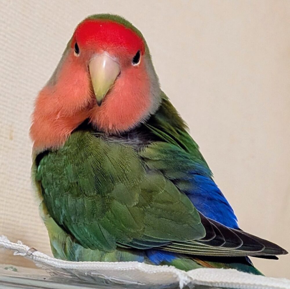 だんご
