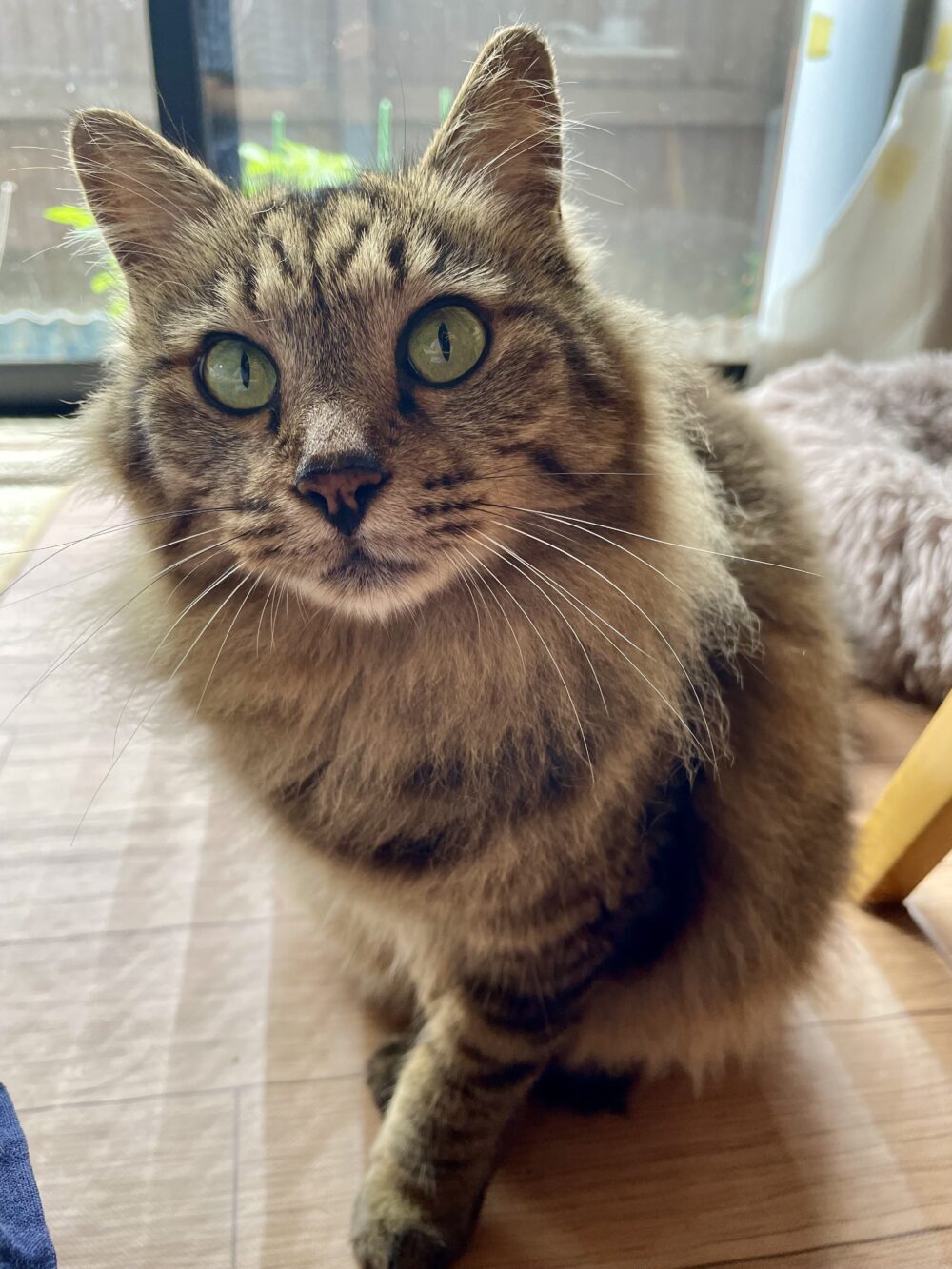 ちょびまる