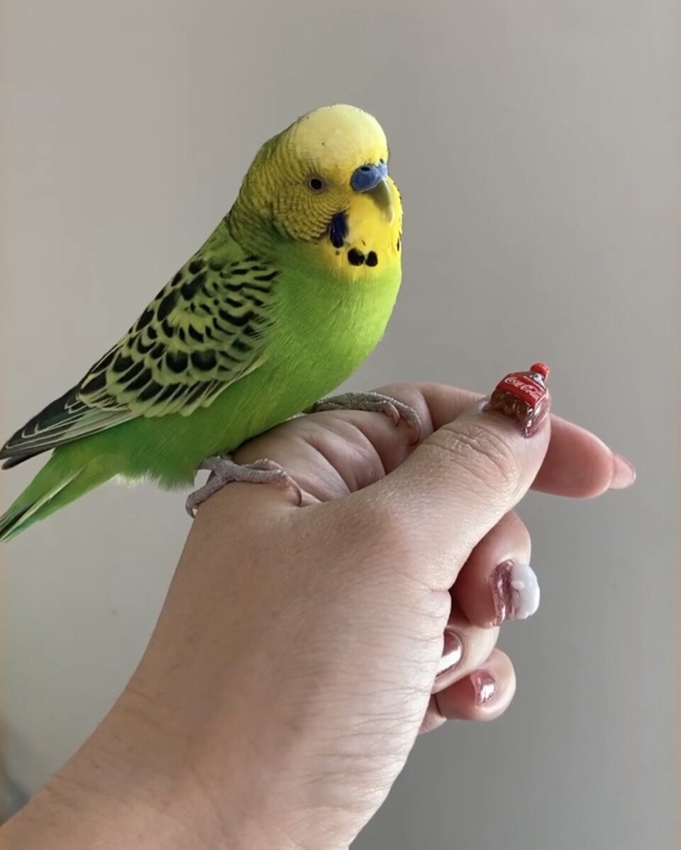 ちび太のお父さん