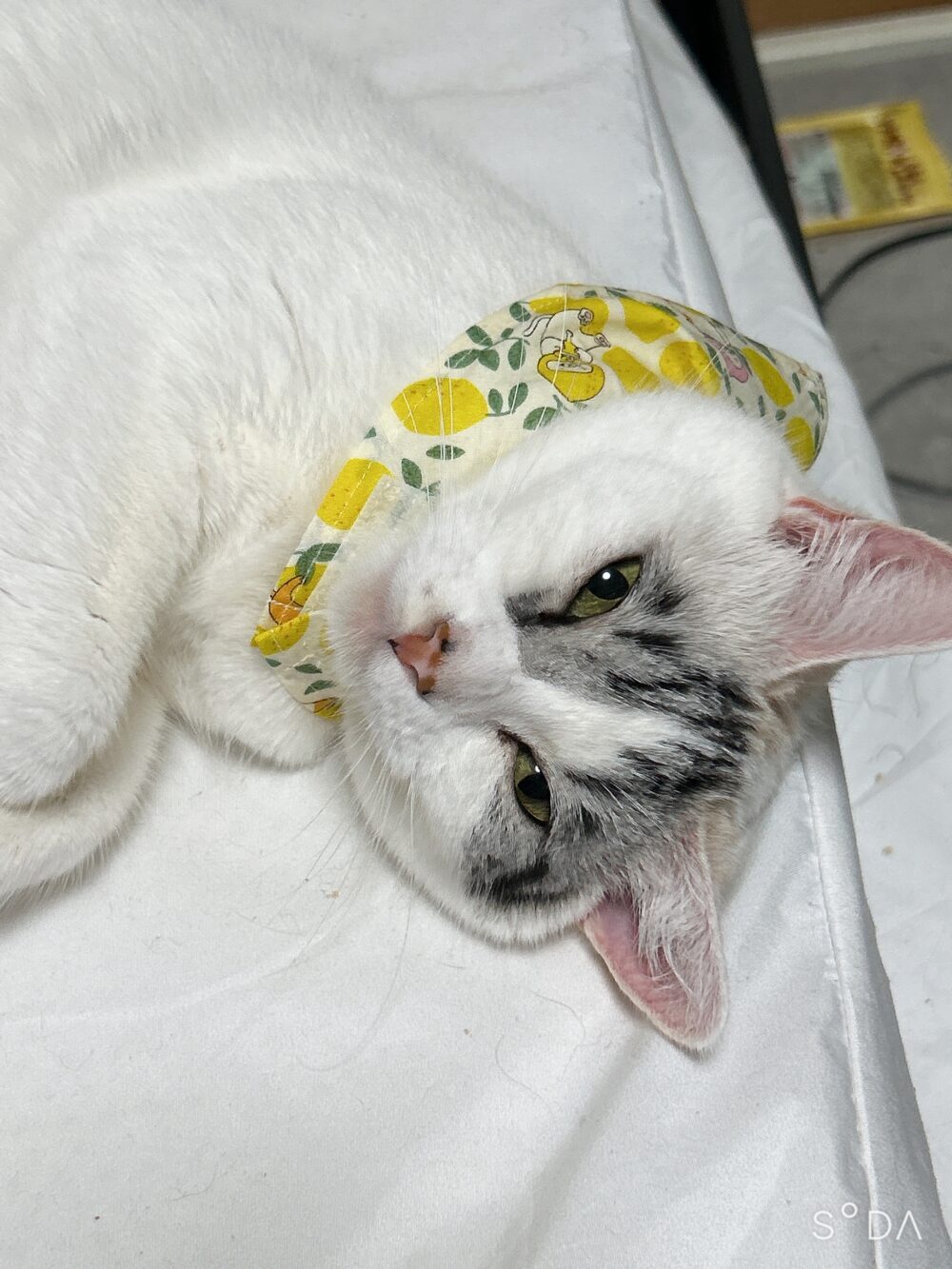 猫探してます