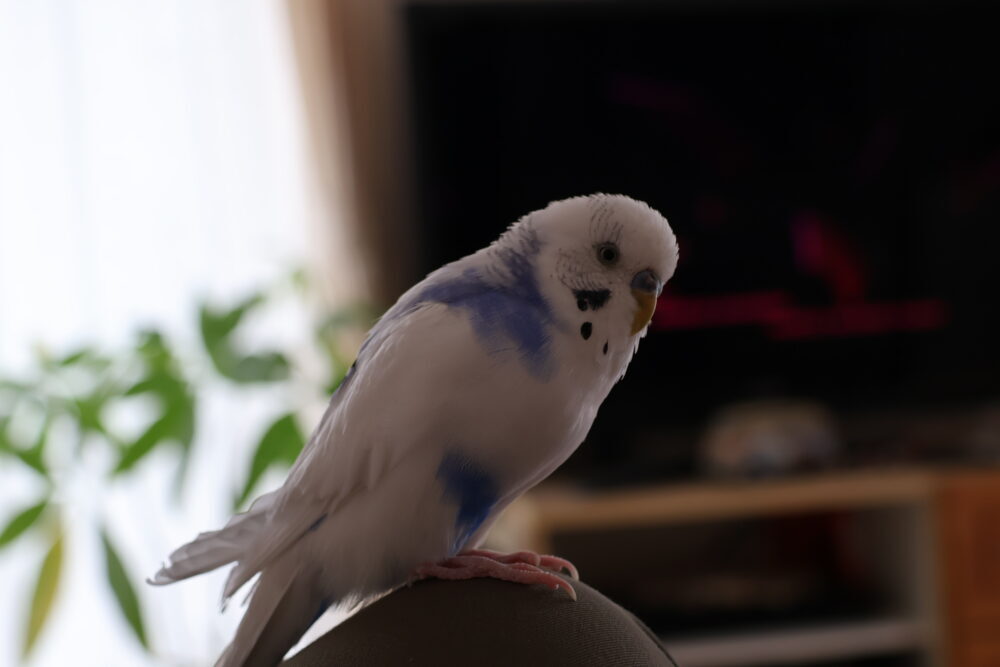 まさ