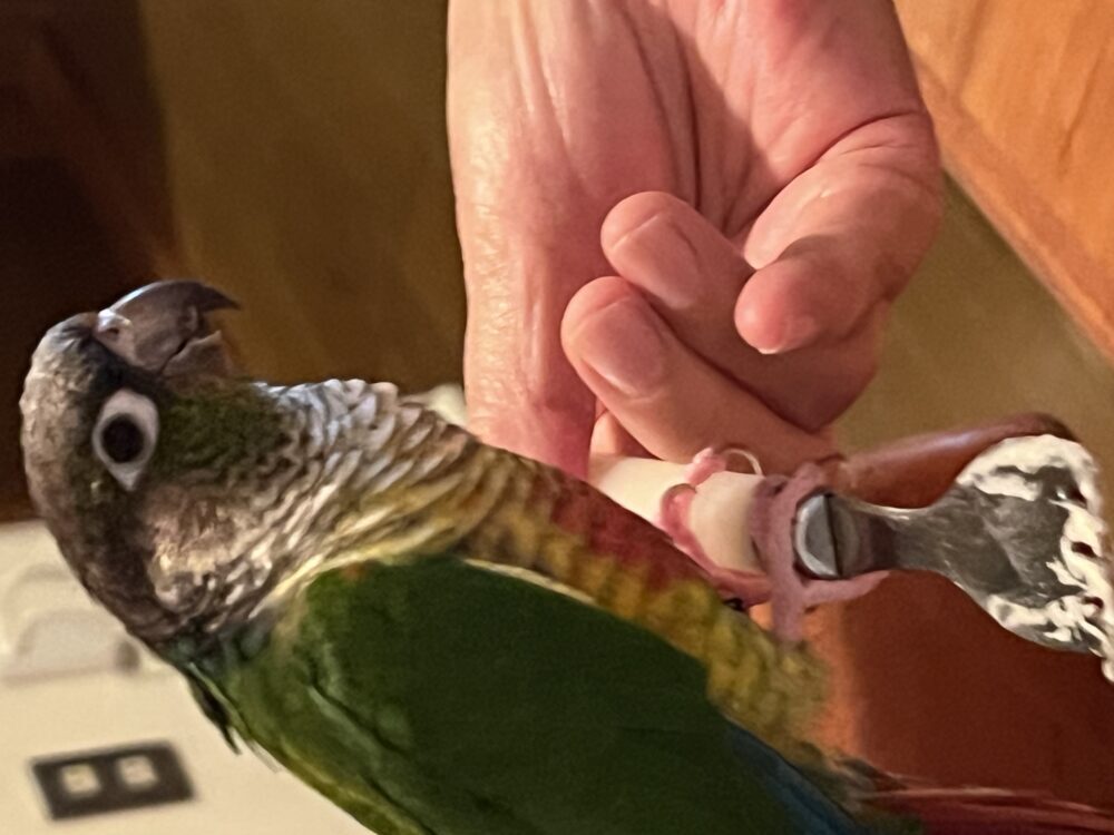 しん