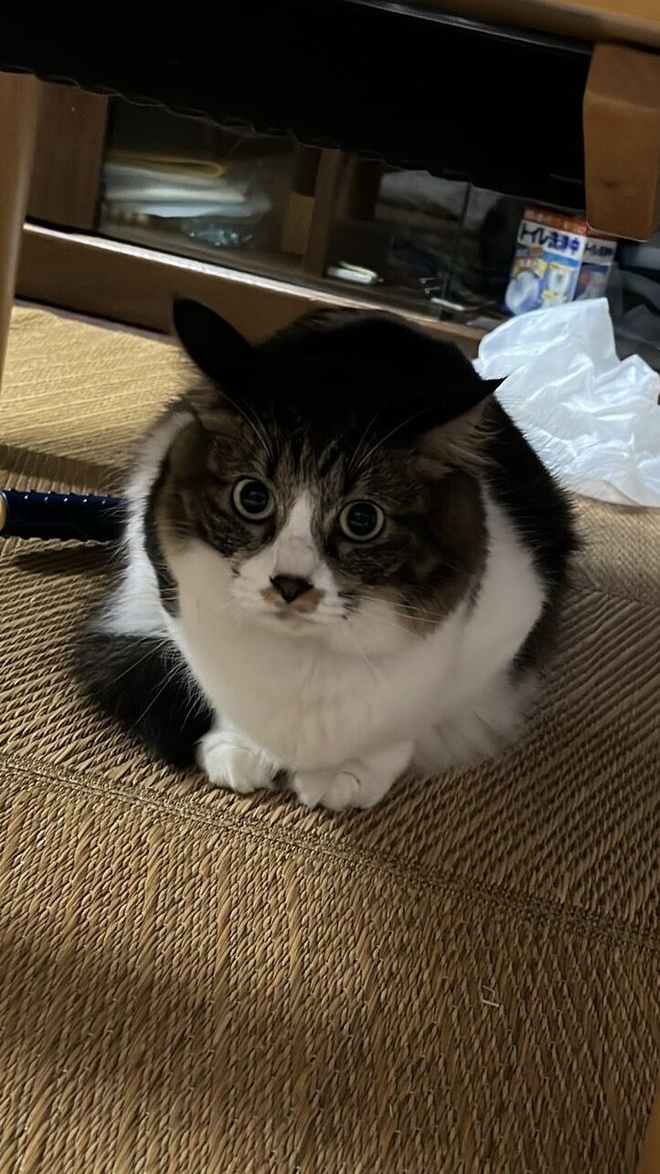 テル