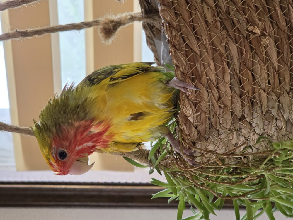 ゆり