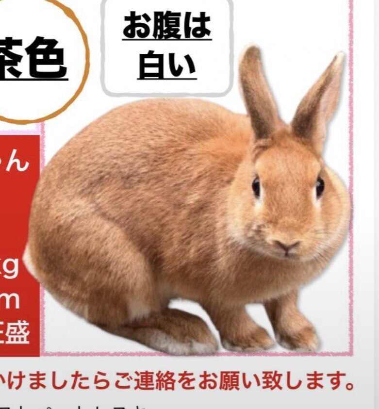 リゾット