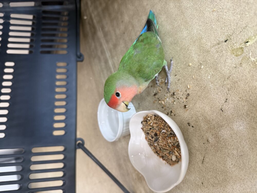 てにてに