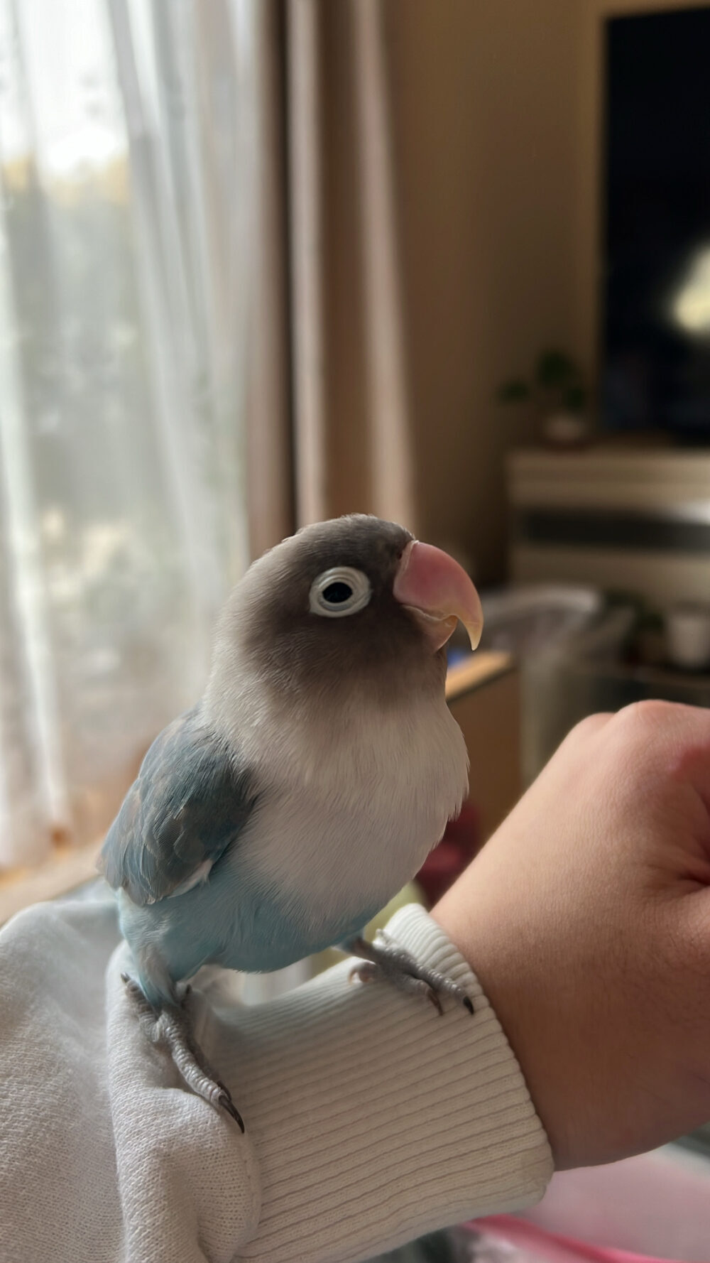 こー
