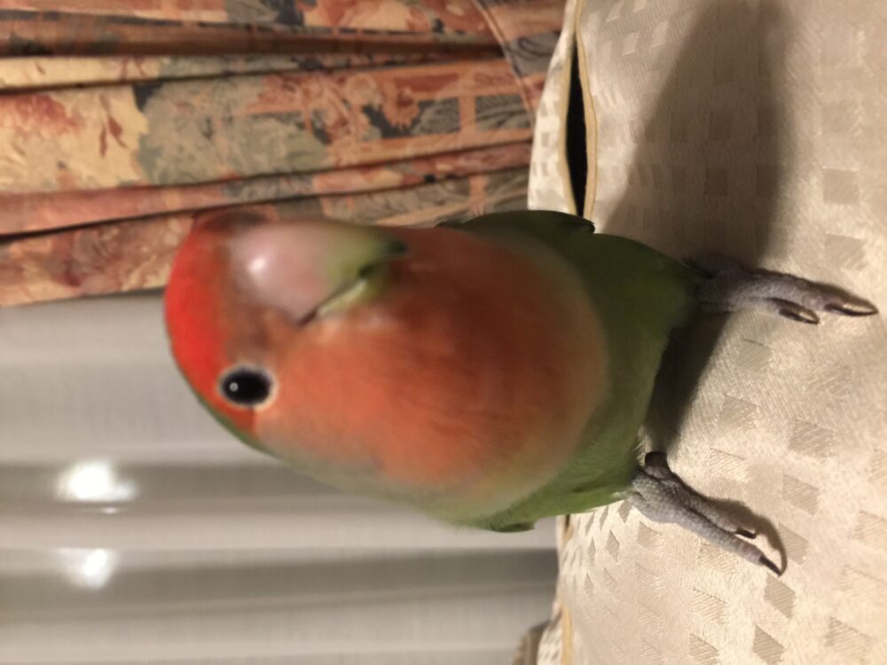 コザクラ