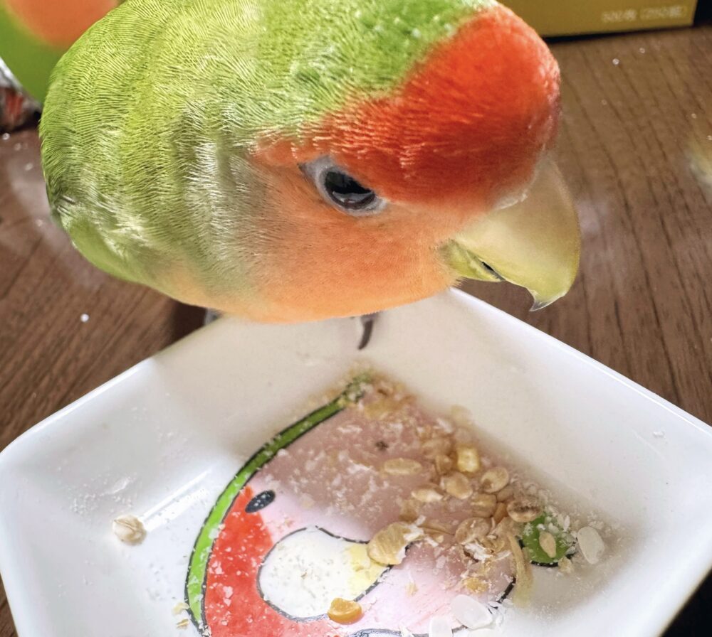 ラブの飼い主