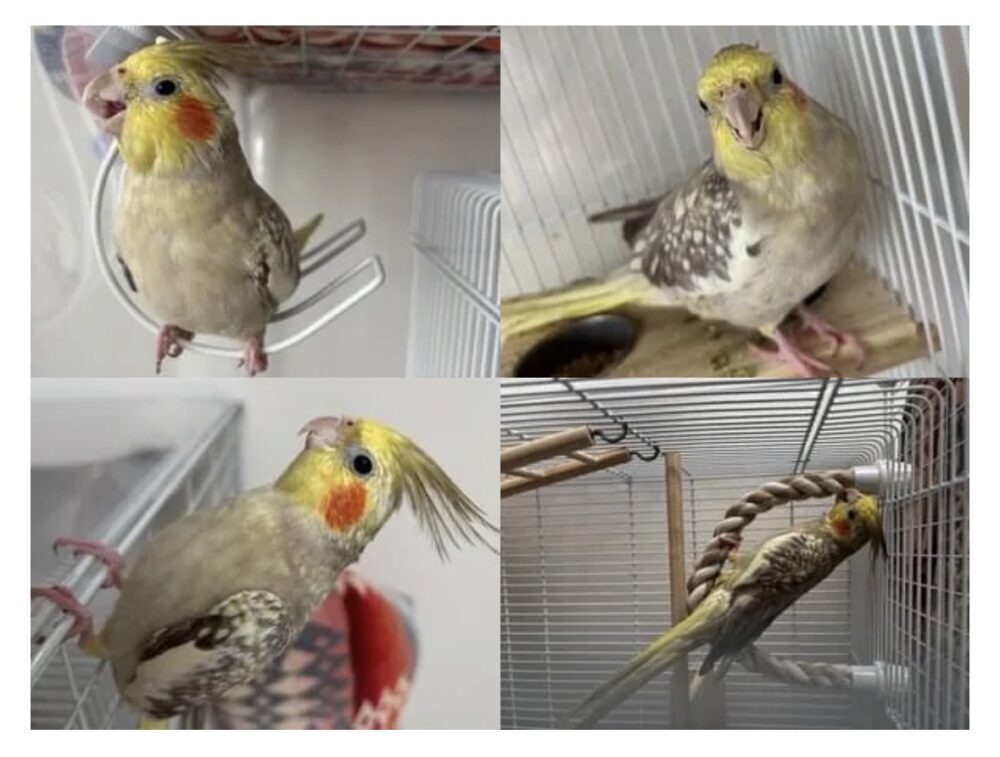のん