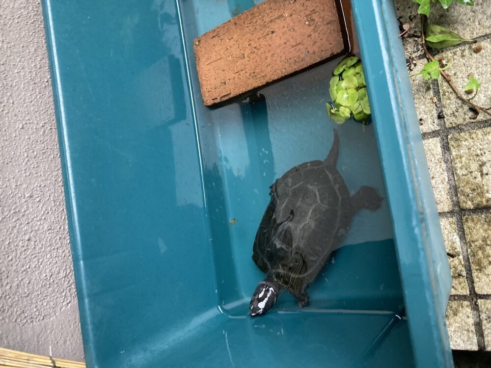 えどがわ