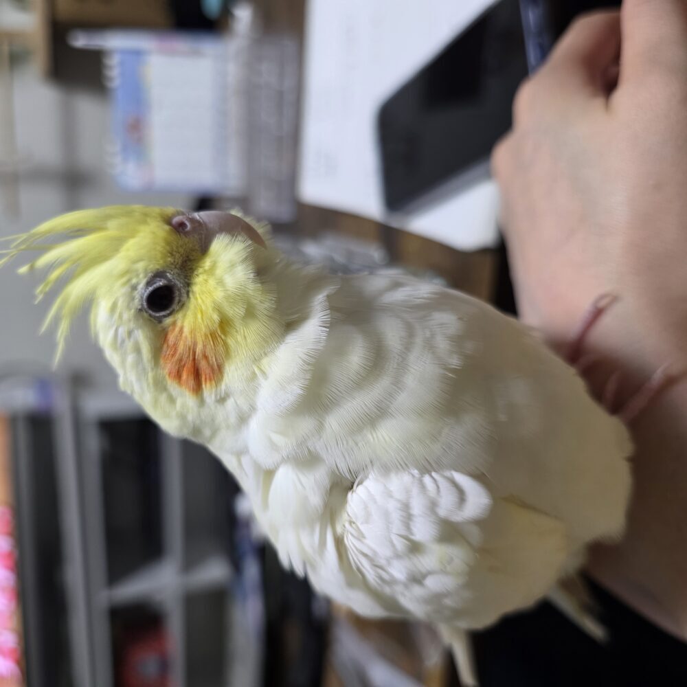 タレぐま
