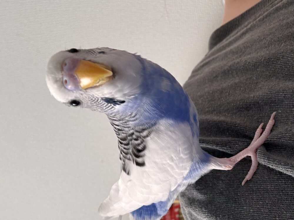くぅたん